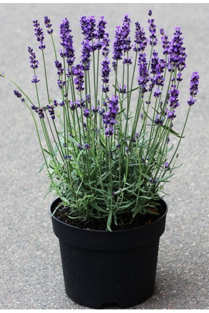Lavandula Platinum Niko в контейнері 3 л